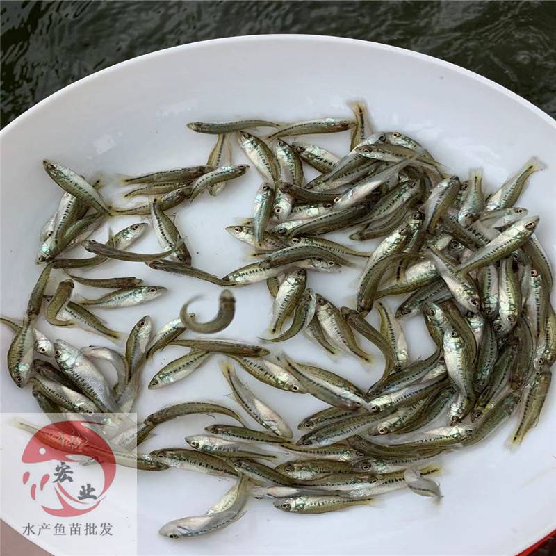 肇慶鱸魚苗規(guī)格鱸魚苗規(guī)格苗