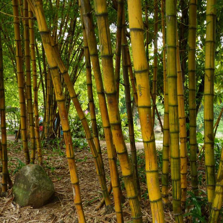 园林绿化竹子品种图片