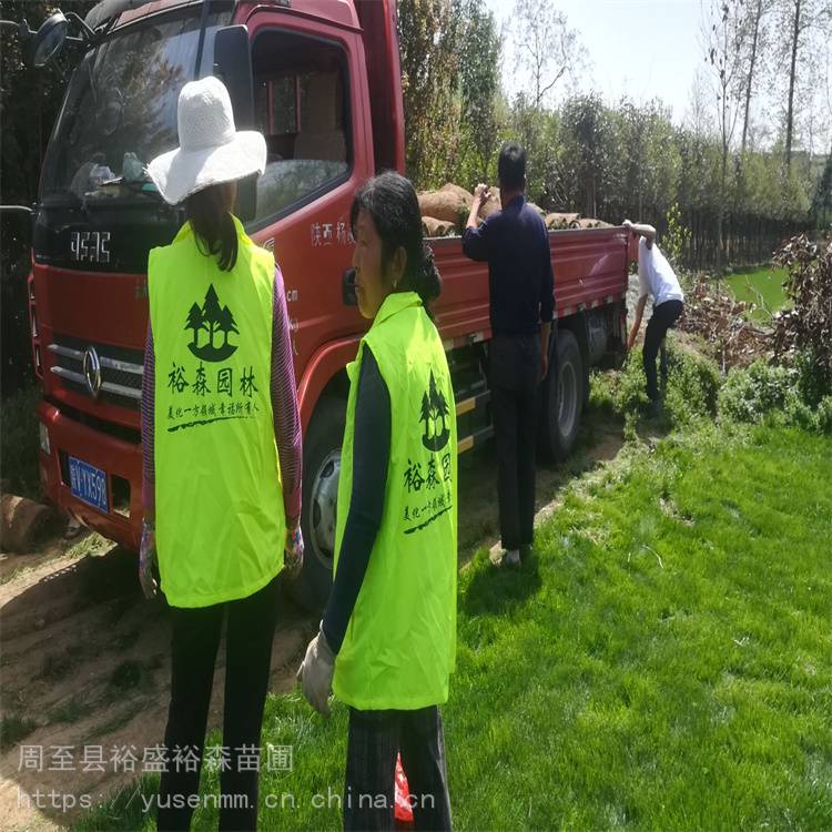 草坪草皮种植户绿化苗木真草地耐踩踏成卷发货百慕大果岭草混播草