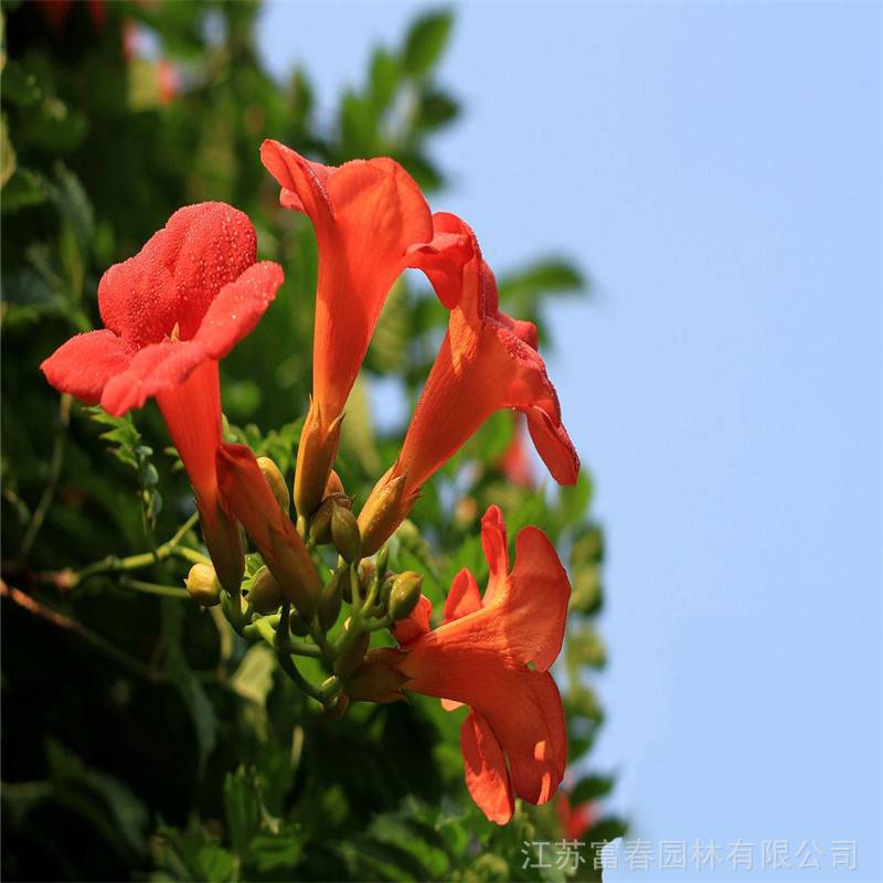 【凌霄基地种植 量大价优 别名紫葳 女藏花 凌苕】图片