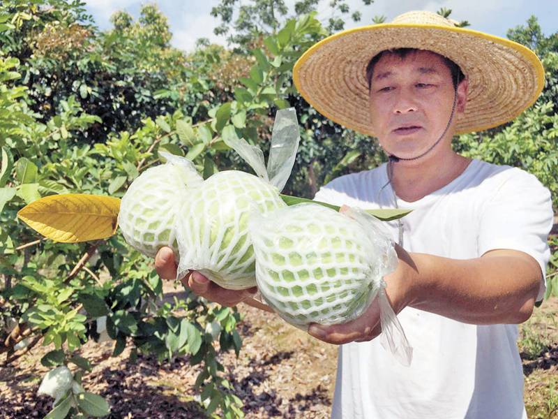 果树苗批发珍珠番石榴苗白心脆甜番石榴苗基地现货