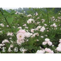 基地直销 供应蔷薇 蔷薇苗 庭院攀援植物 品种齐全 庭院观花月季 欢迎来电