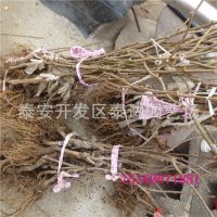 四川哪里有红心猕猴桃苗木购买 猕猴桃图片