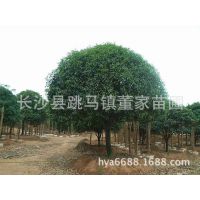 大量供应地径7-8公分的桂花树 丹桂 湖南园林绿化苗木