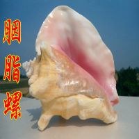 天然胭脂螺 家居装饰 海螺贝壳 家居摆件 厂家批发海星 大螺壳