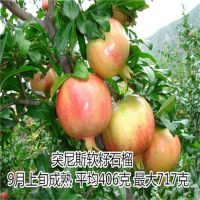 软籽石榴苗 突尼斯软籽石榴树苗价格