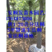 河北老式法桐树基地,9公分老式法桐价格,10公分法桐批发价格