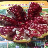 软籽石榴苗,批发石榴苗,红如意石榴苗