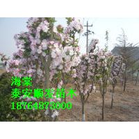 山东泰安西府海棠苗木基地,1公分西府海棠苗价格,1公分西府海棠嫁接苗批发价格