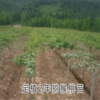 优质红心猕猴桃苗 猕猴桃口感甘甜