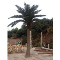 仿真椰子树 玻璃钢棕榈树 室内外大型景观园林绿植工程假扇葵椰树