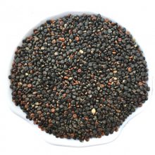 【补骨脂图片】补骨脂 - 亳州市谯城区陈峰