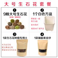 生石花多肉植物绿植套餐石生花组合盆栽新手屁屁包邮含盆带土多肉