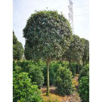 10公分桂花下半年价格,四川桂花苗圃基地,10公分桂花土球大小