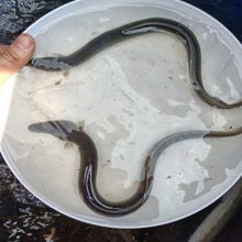 宣城特种鳗鱼苗批发 港明水产花白鳗鱼苗直供