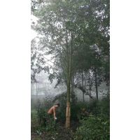 夏天种植苗木,如何有效的提高苗木成活率的同时降低成本