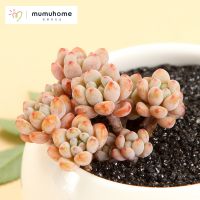 MMH绿豆多头群生多肉盆栽组合植物肉肉盆栽绿植不含花盆