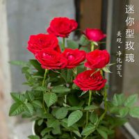 袖珍玫瑰花盆栽观花植物室内迷你月季小玫瑰盆景四季开花绿植花卉