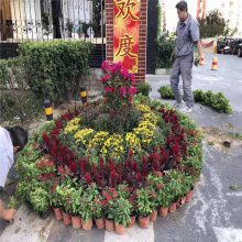 花壇用什麼花,國慶節鮮花種類,鮮花擺放造型 - 青州市茗茜花卉苗木專