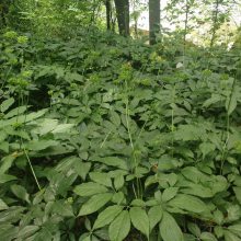 竹节参回收加工地苦胆种苗种子药材种植