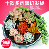 多肉植物种植新手套餐绿植花卉肉肉组合花卉盆栽