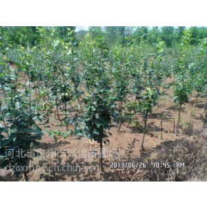 供应河北西府海棠苗木种植西府海棠价格