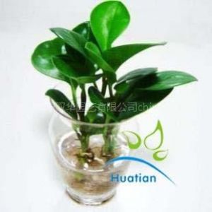 浙江杭州供应杭州室内花草观赏出租 杭州绿色植物租摆 杭州盆景租摆价格 中国供应商