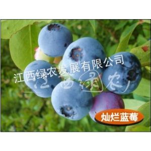 湖北红枫 日本黄枫-金桂黄枫树苗 红枫树供应