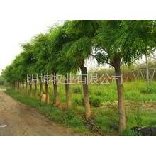 供应供应国槐--白蜡--速生白蜡信息,白蜡市场价格明坤苗木基地常年有树,保成活签订合同