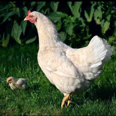 许昌罗曼灰蛋鸡青年鸡 许昌60天罗曼灰青年鸡饲料选择标准