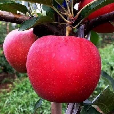 富藤苹果苗新报价 富藤苹果苗多少钱