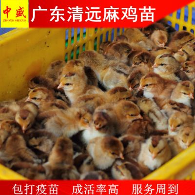 清远麻鸡养殖技术,清远麻鸡养殖技术视频