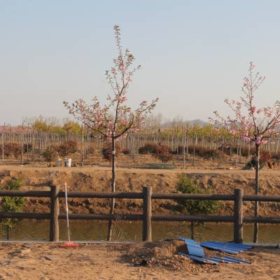 山东高杆阳光樱基地 公主樱小苗 河津樱小苗 批发樱花树苗