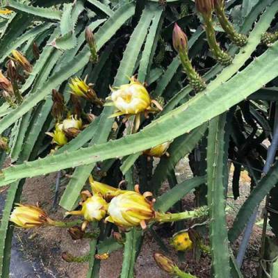 广东巴西红皮燕窝果苗供应商 欢迎咨询 广州市增城大乡里果树种植供应