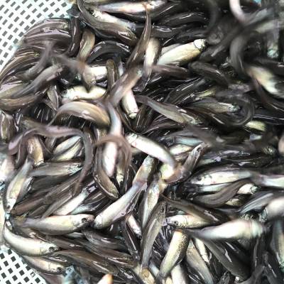 丁桂魚苗丁鮭魚苗出售 廣州寶悅水產自產自銷 歐洲丁桂養殖