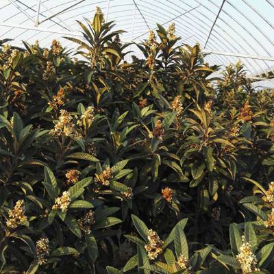 冠玉枇杷苗出售-岗峰农场(在线咨询)-冠玉枇杷苗