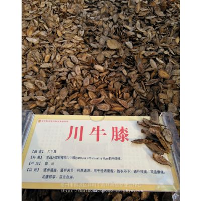 川牛膝的藥用價值川牛膝哪裡購買-中國亳州中藥材批發網】價格_廠家