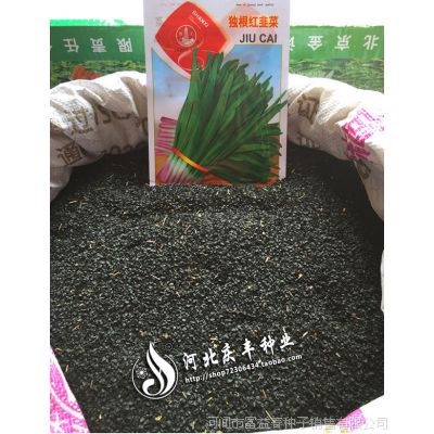 壽光蔬菜種子-獨根紅韭菜籽-韭菜種子-陽臺種菜庭院盆栽-散裝特價