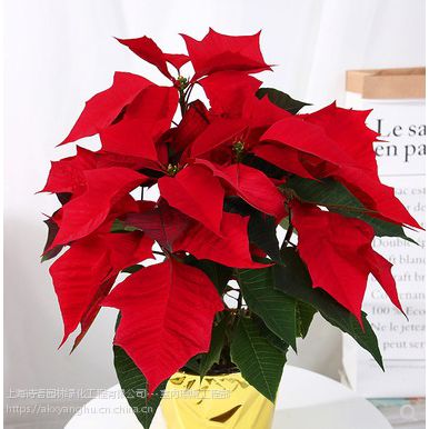 圣诞花真花一品红圣诞节植物花卉盆栽节日室内盆景装饰布置 价格 厂家 中国供应商
