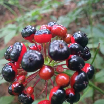 啥时候种黄精 5_700_1721206_1000_750.jpg