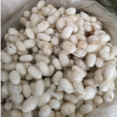 中药材五谷虫功效作用 蛆、蛆虫、谷虫、水仙