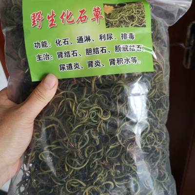 化石草破石效果好 野生破石草 出售化石草