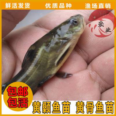 淮北全雄黃顙魚苗水花價格實惠黃顙魚苗