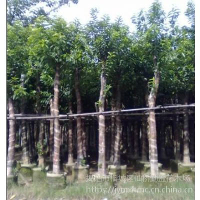 瓶子树中国哪些地方有 5_896_1410502_416_440.jpg