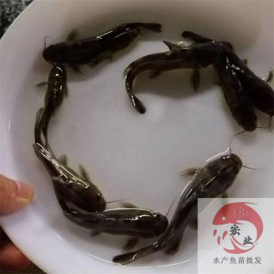 江門全雄黃顙魚苗水花諮詢黃骨魚苗