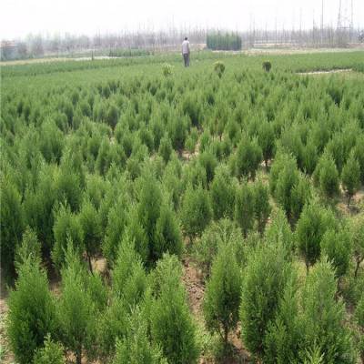 沙海播新绿50万株苗木连续扎根塔克拉玛干沙漠