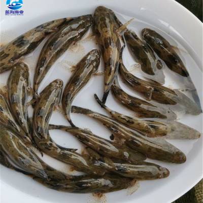 筍殼魚苗 熱銷筍殼魚 筍殼魚養殖